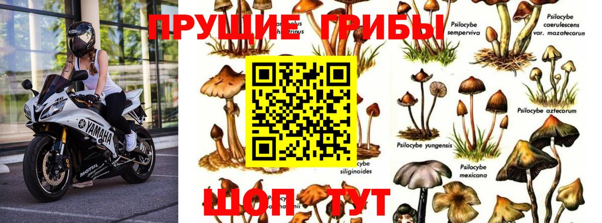 Псилоцибиновые грибы Magic Shrooms Тихвин